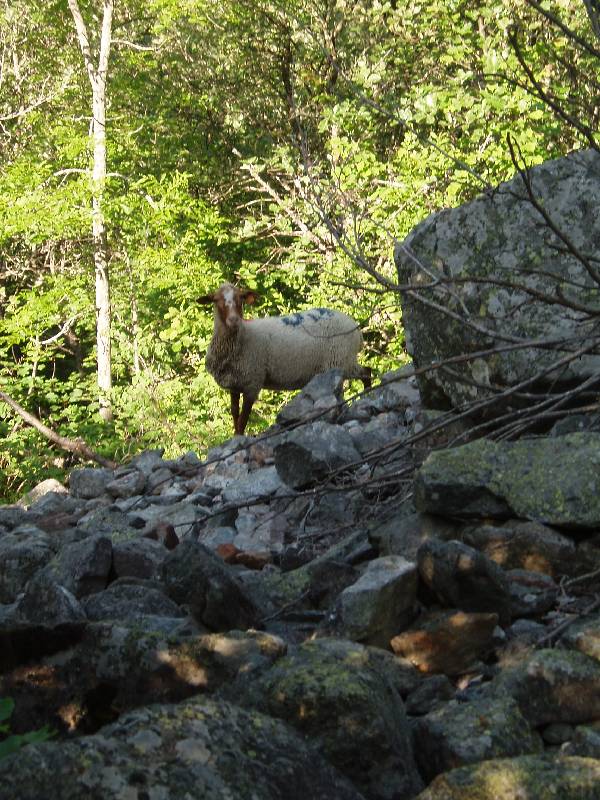 Youri - Ecrins 2005 025 